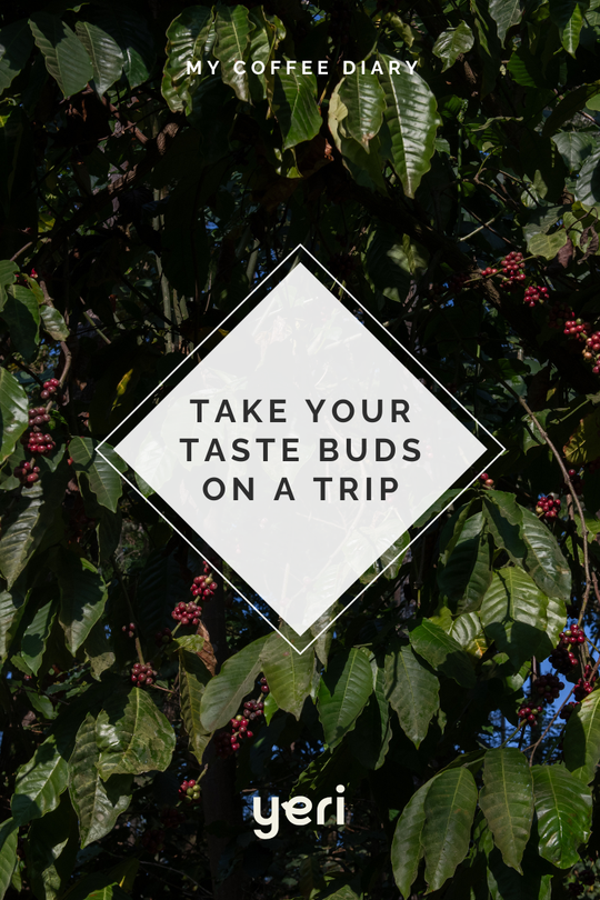 RENAISSANCE (100% ROBUSTA)