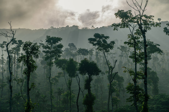 Fan Favorites Gift Box