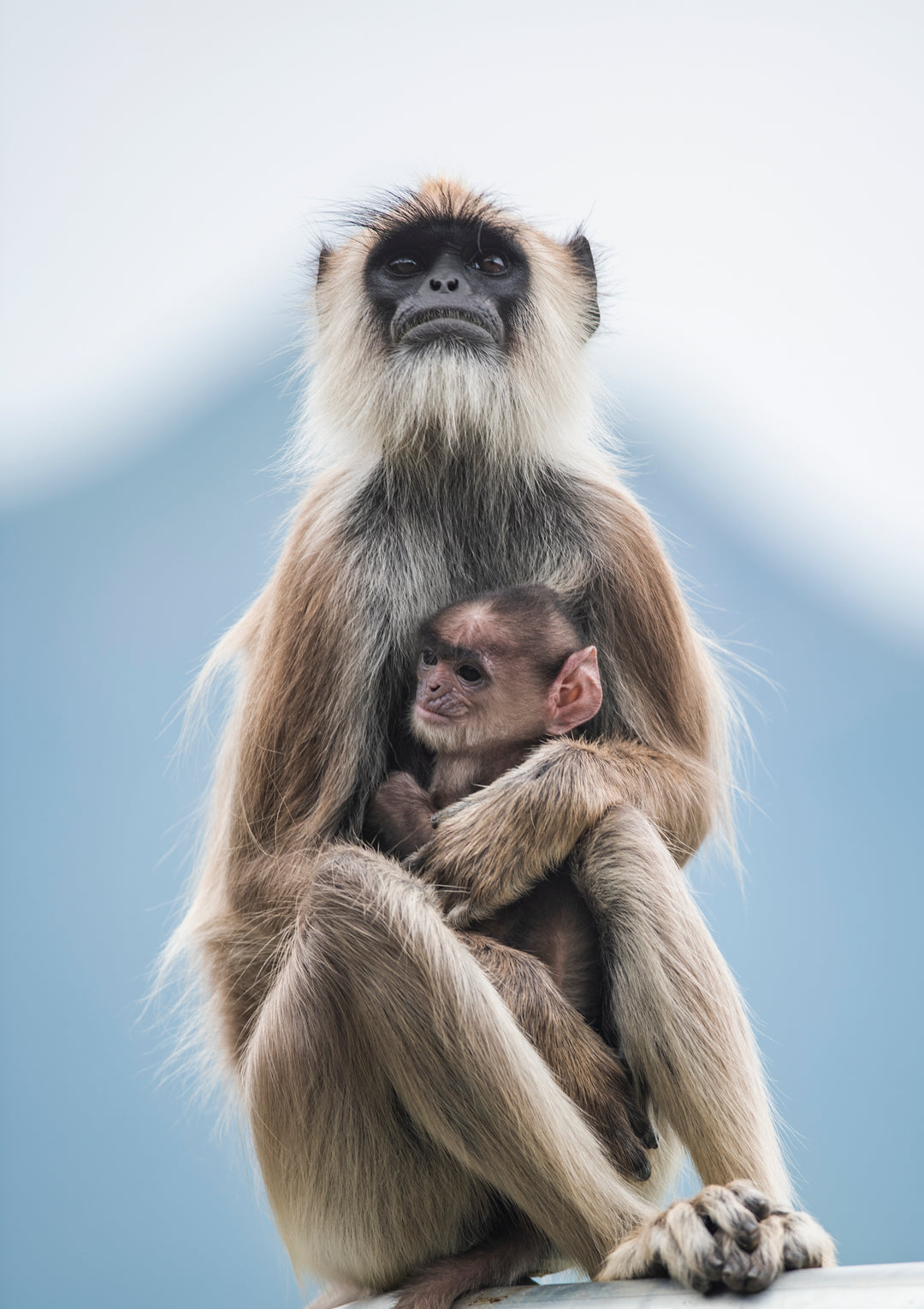 RENAISSANCE (100% ROBUSTA)