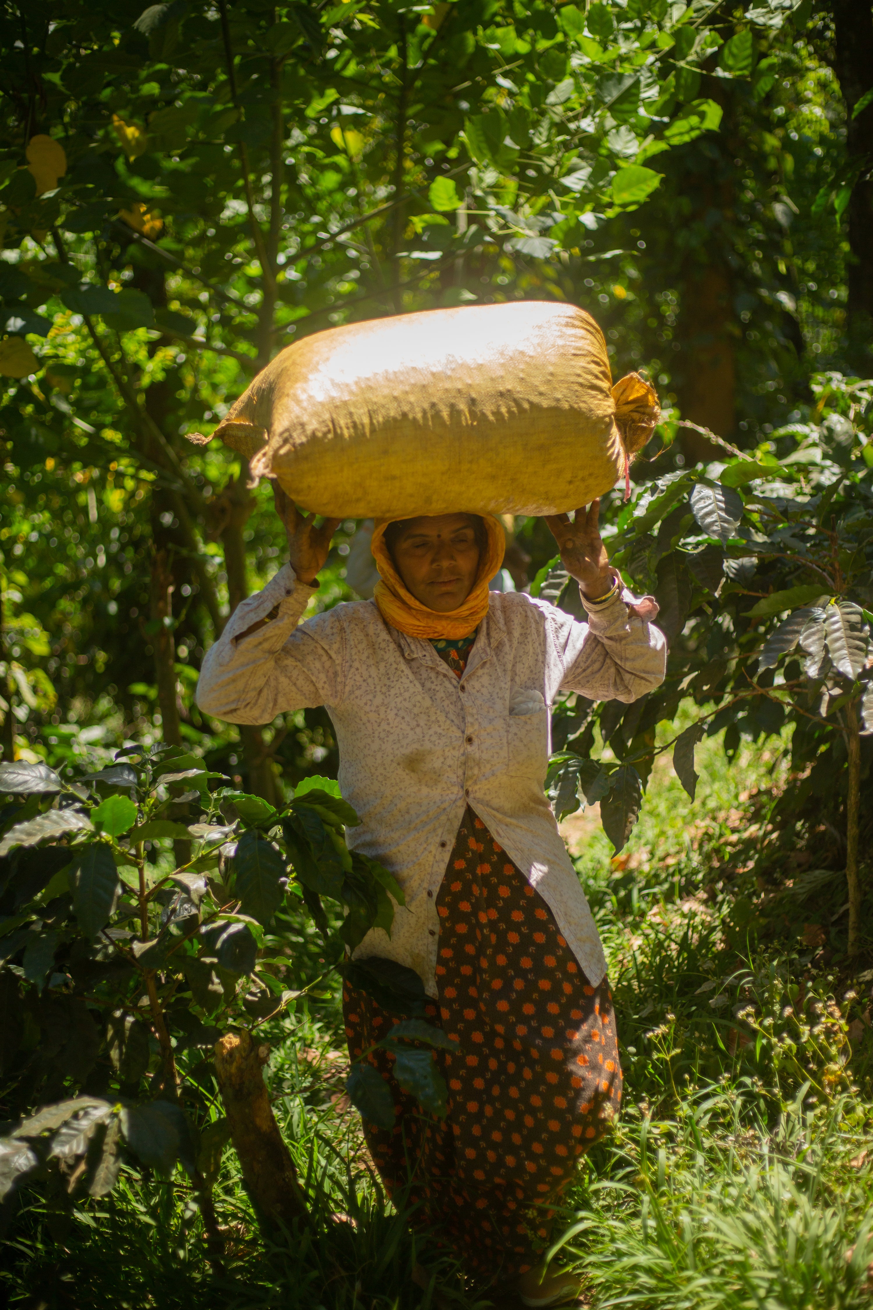 Chicory Chic — South Indian Chicory Coffee Blend