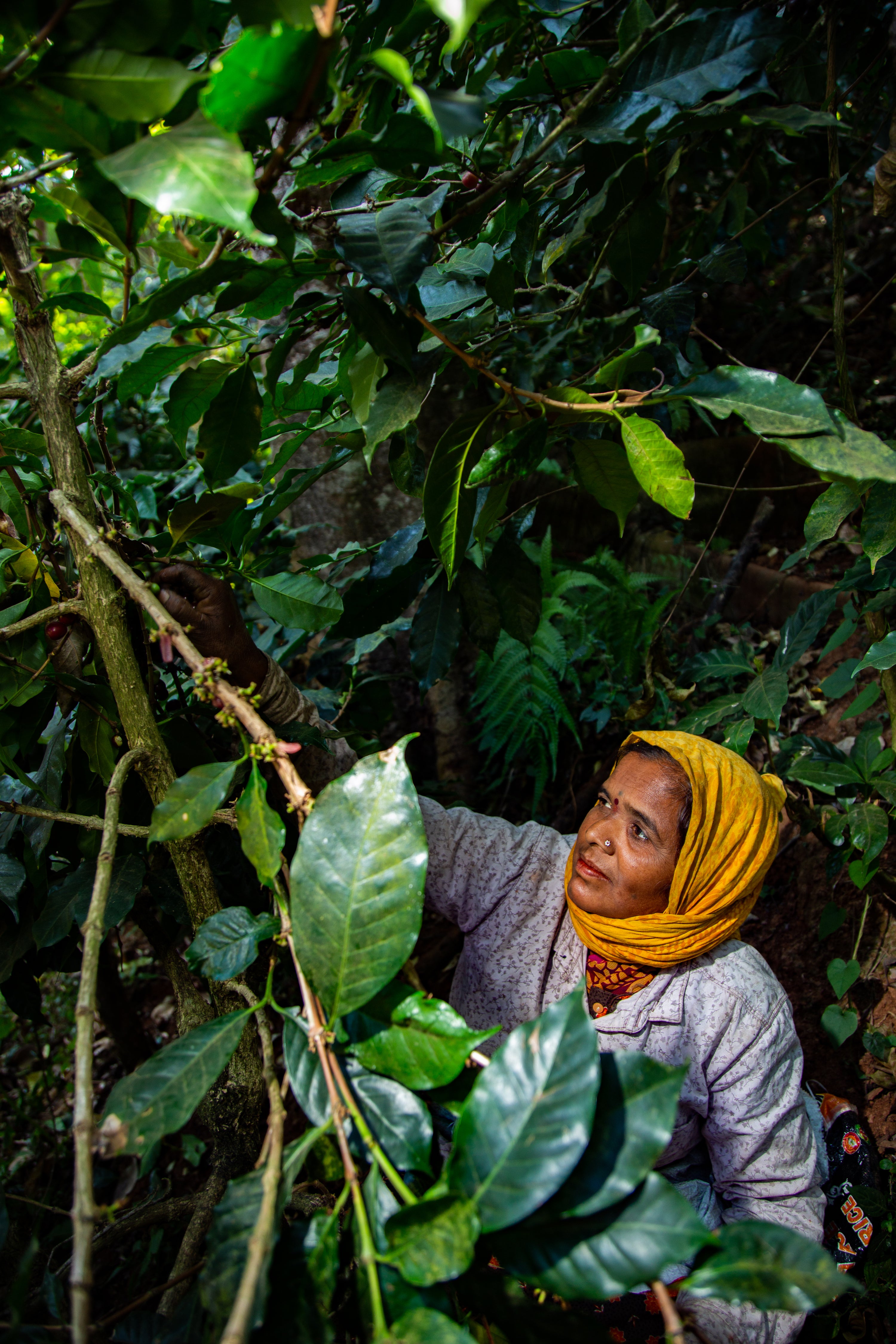 Monkey Business — Single Estate Washed Arabica