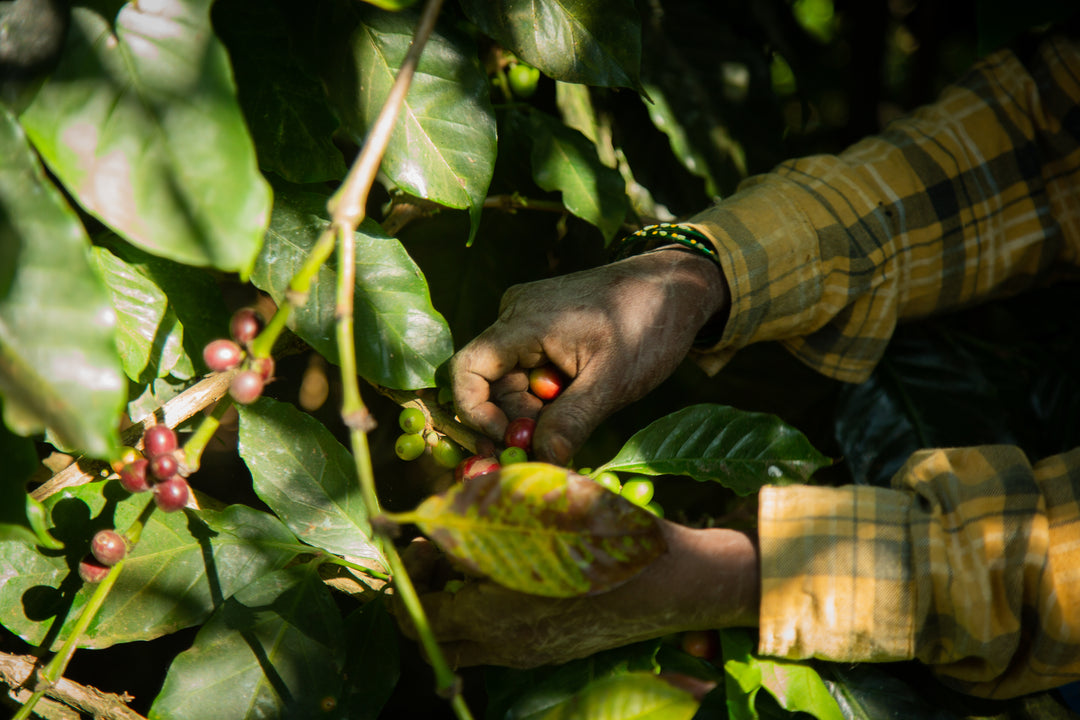 Fan Favorites Gift Box