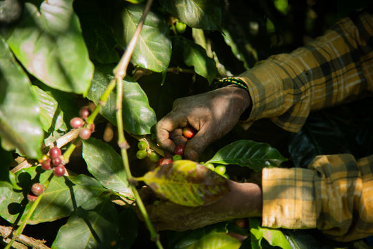 Fan Favorites Gift Box