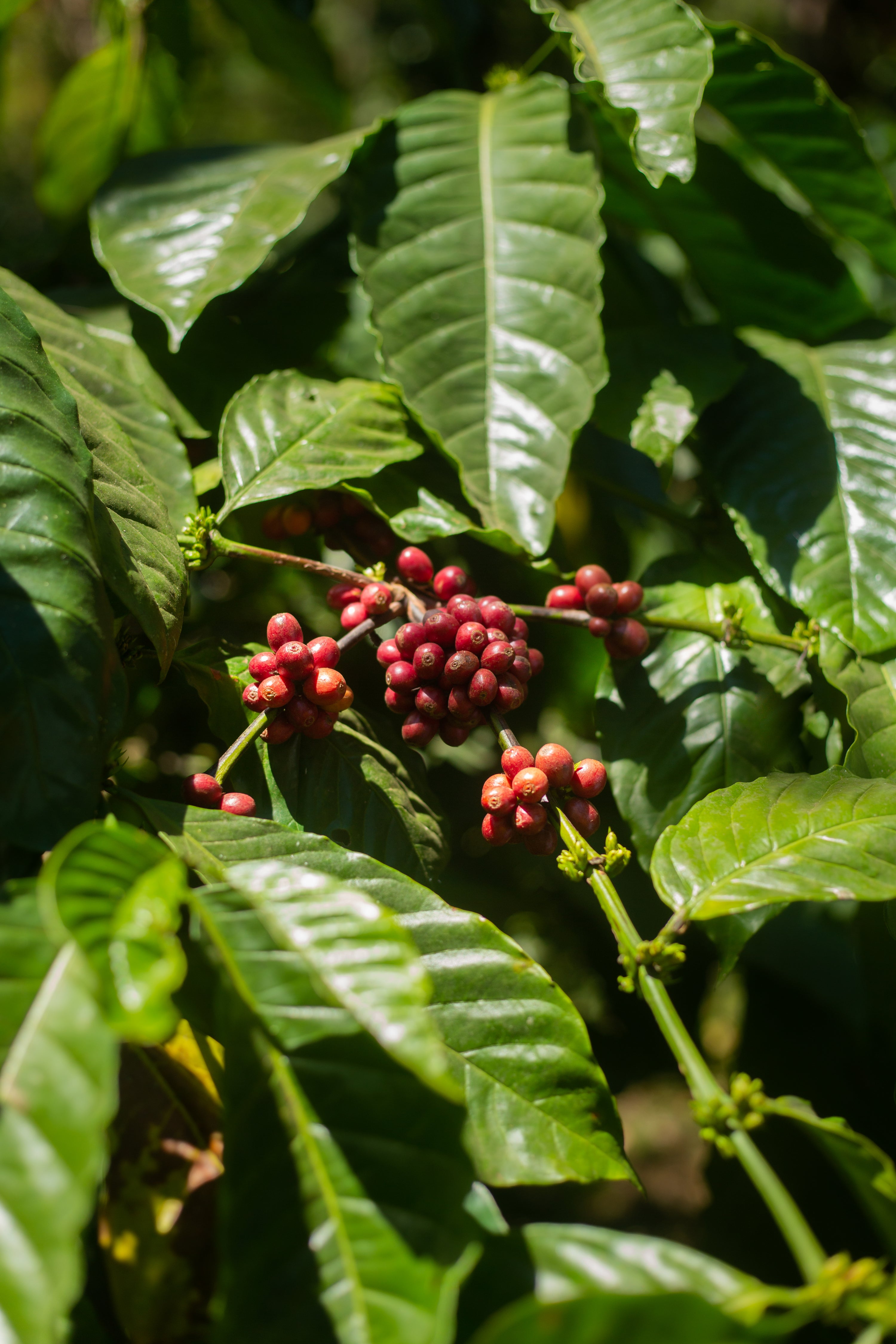 Monkey Business — Single Estate Washed Arabica