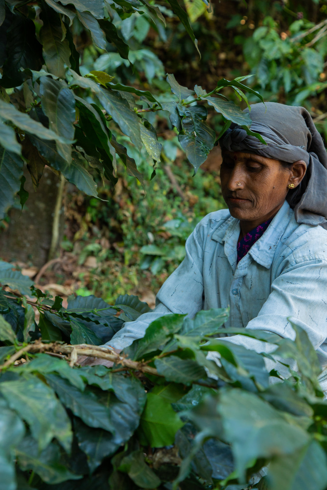 RENAISSANCE (100% ROBUSTA)