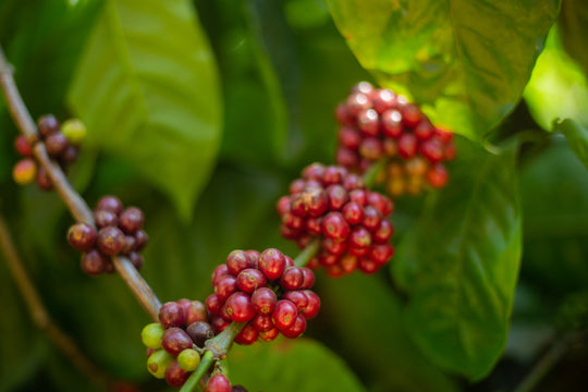 RENAISSANCE (100% ROBUSTA)