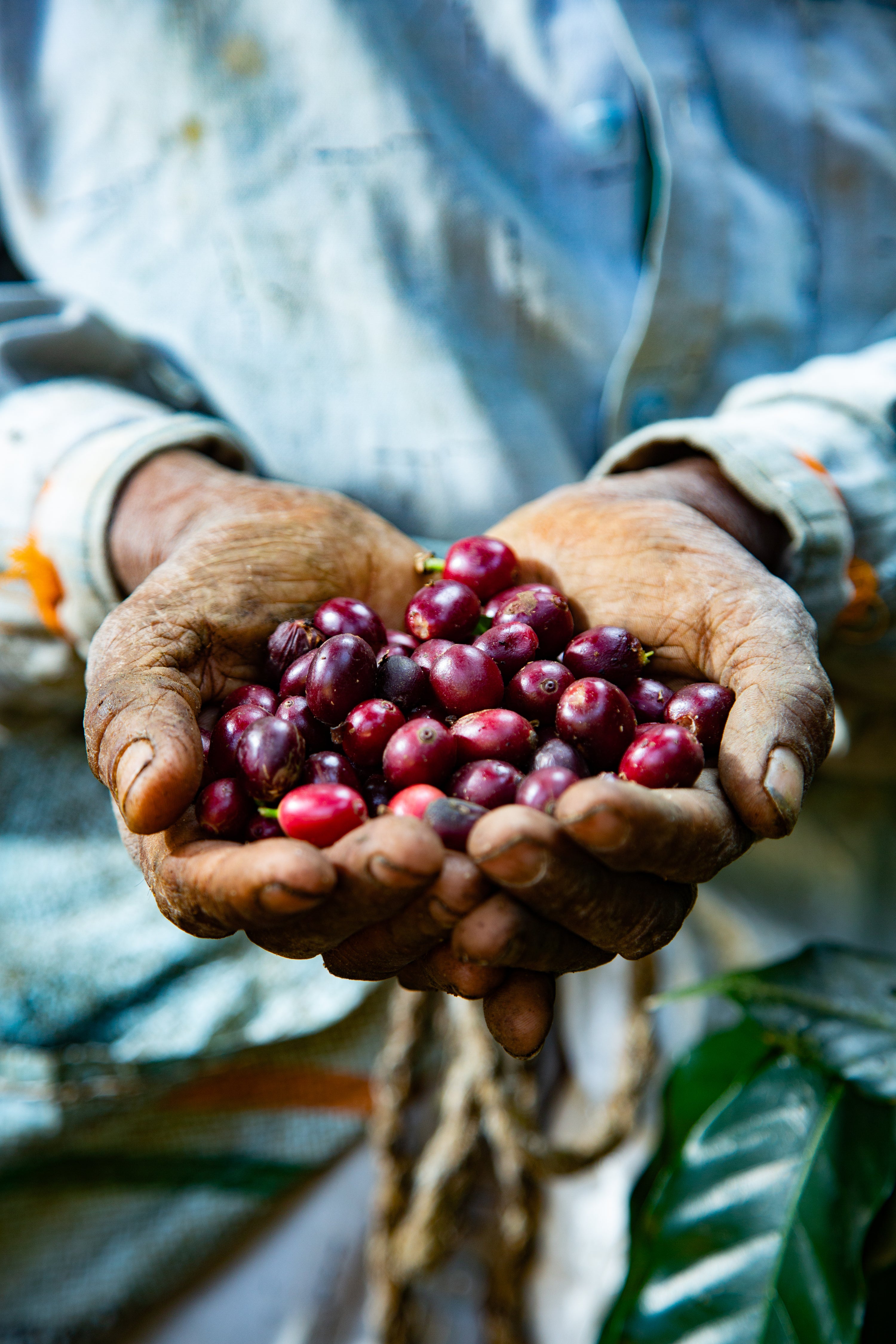 Chicory Chic — 4oz Sample · South Indian Chicory Blend
