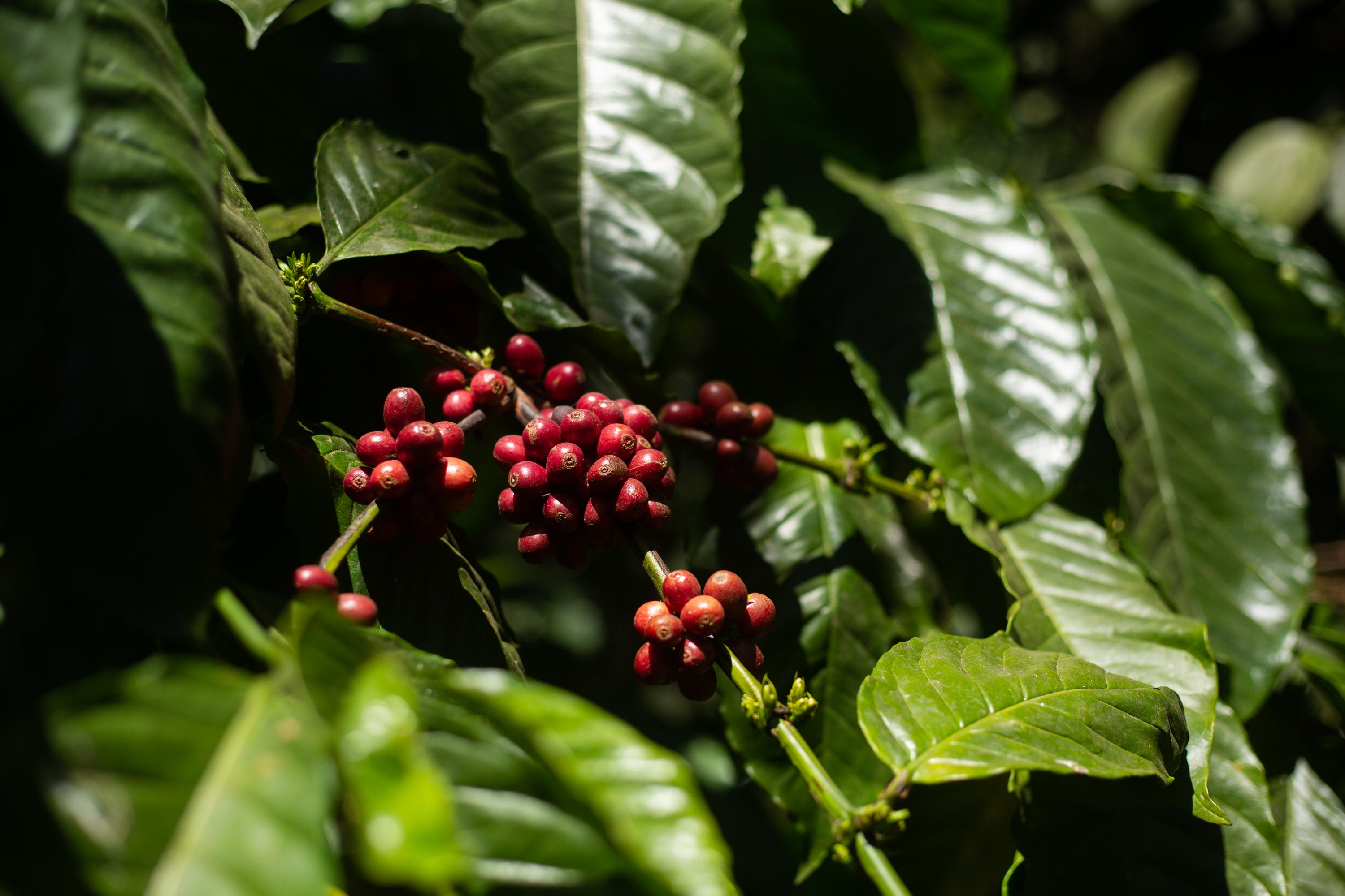 Monkey Business — 4oz Sample · Washed Arabica