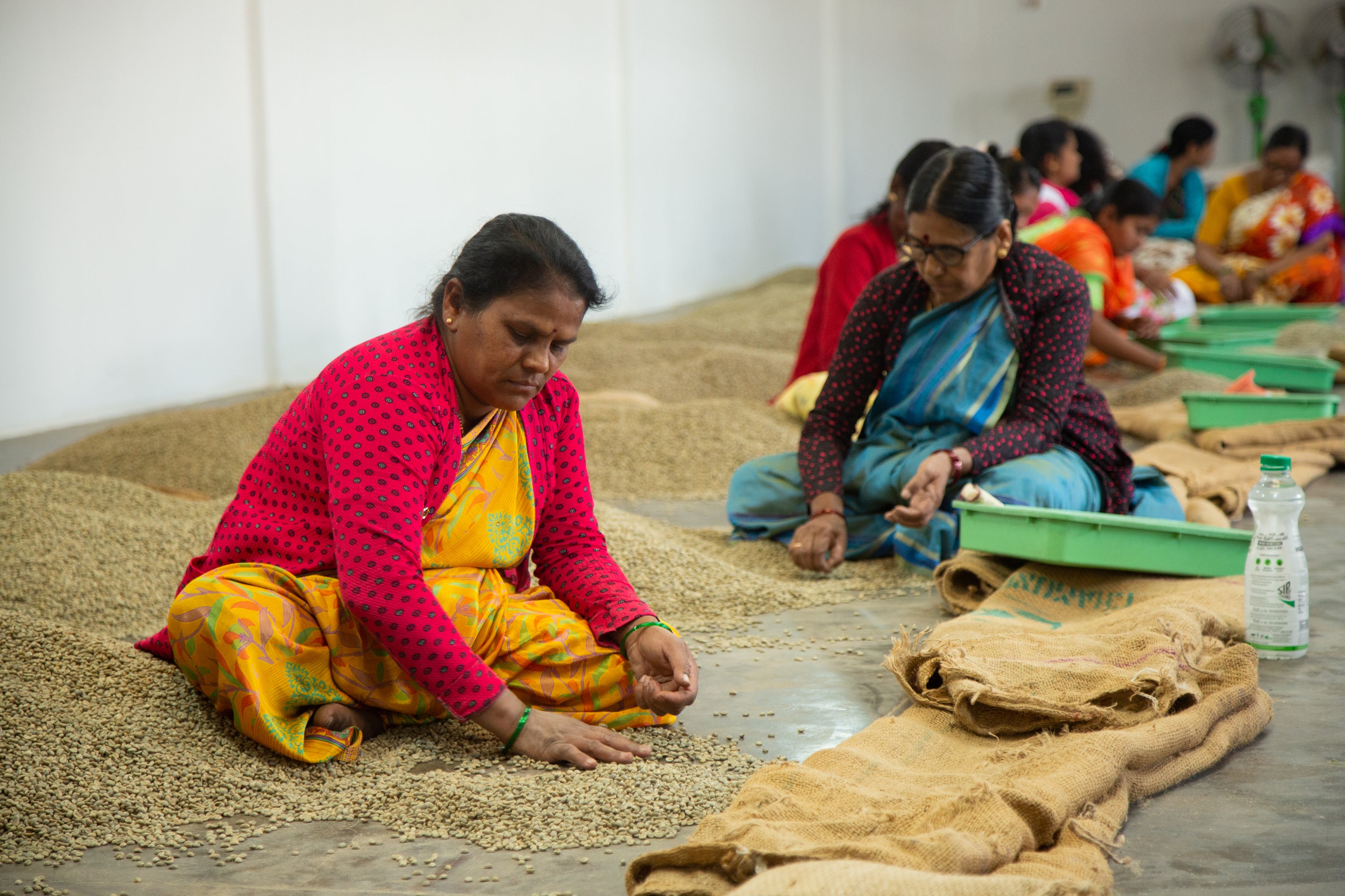 Chicory Chic — 4oz Sample · South Indian Chicory Blend