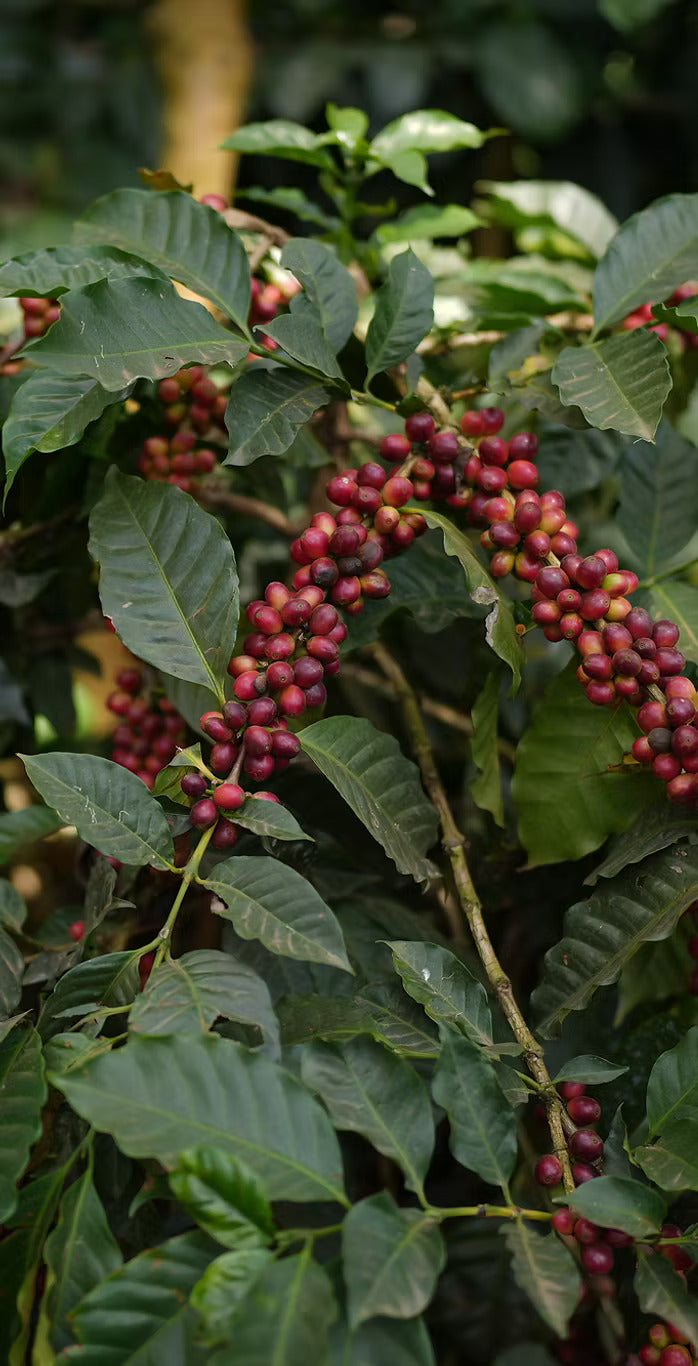 Cherry Pick — Anaerobic Natural Microlot