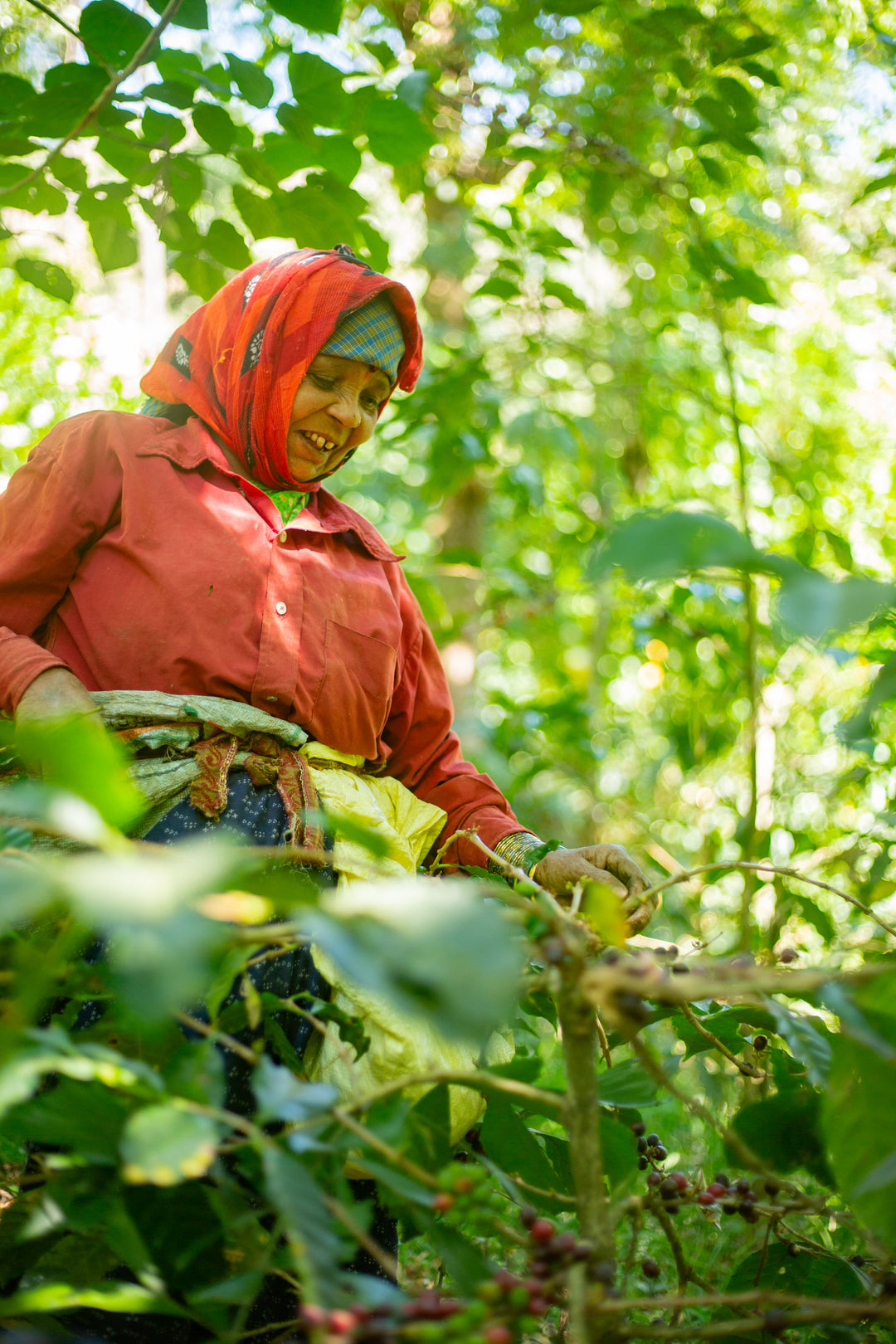 RENAISSANCE (100% ROBUSTA)