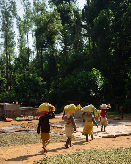 Fan Favorites Gift Box